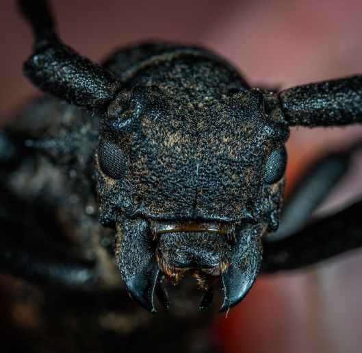 black beetle in macro photography